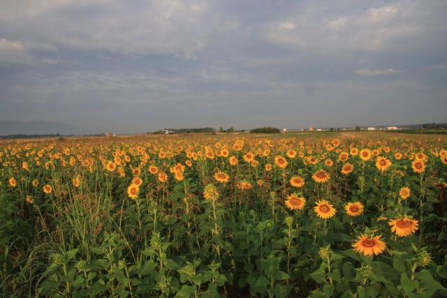 2021_07_23 Krško polje - sončnice - foto