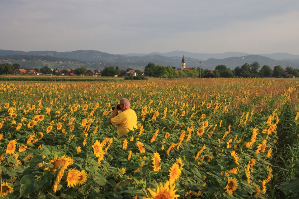 2021_07_23 Krško polje - sončnice - foto povečava