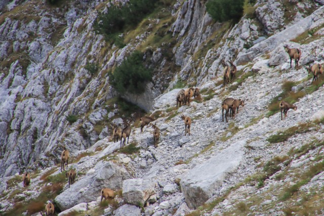2021_10_11 Dolina Zadnjica - foto