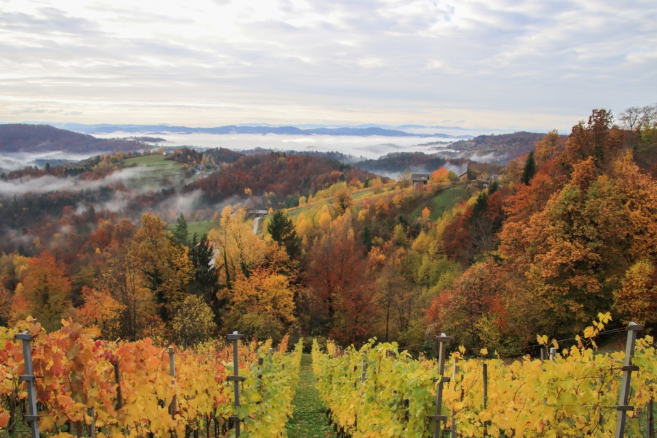 2021_11_09 Osredek - - Kal - Kladje - Osredek - foto povečava