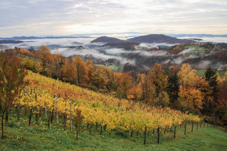 2021_11_09 Osredek - - Kal - Kladje - Osredek - foto povečava