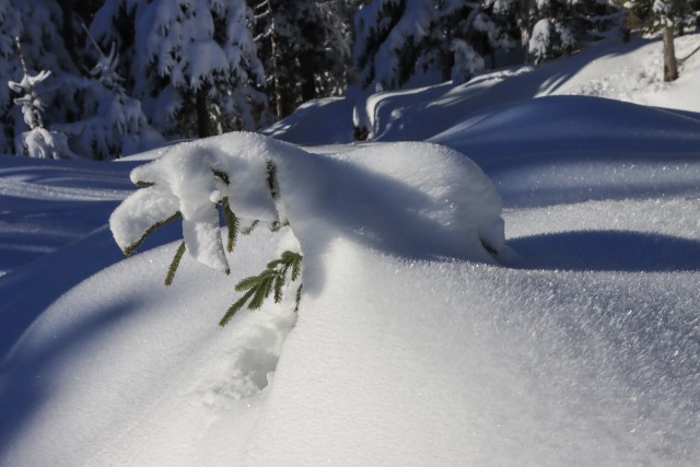 2022_01_08 Vodiška planina  - foto