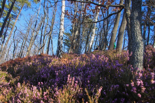 2022_03_01 Tolsti vrh in Grmada nad Celjem - foto