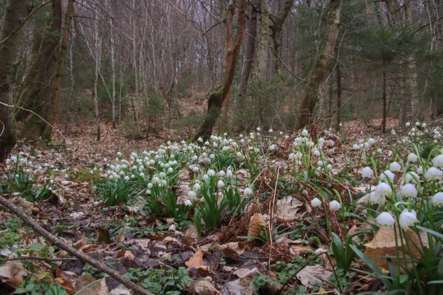 2022_03_16 potok Rapušca in Žebnik - foto