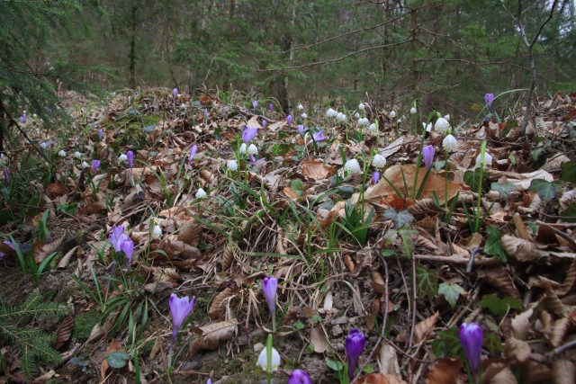 2022_03_16 potok Rapušca in Žebnik - foto