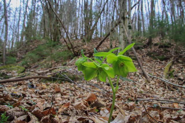 2022_03_16 potok Rapušca in Žebnik - foto