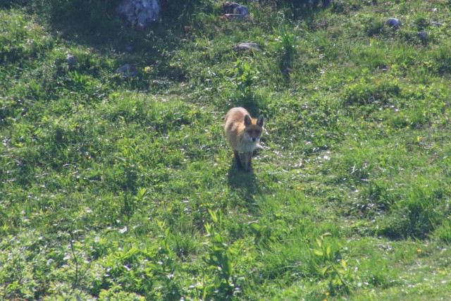 2022_06_02 Struška in Šmarna gora - foto
