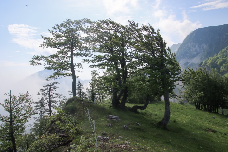 2022_06_02 Struška in Šmarna gora - foto povečava