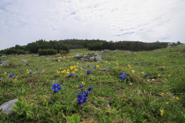 2022_06_02 Struška in Šmarna gora - foto