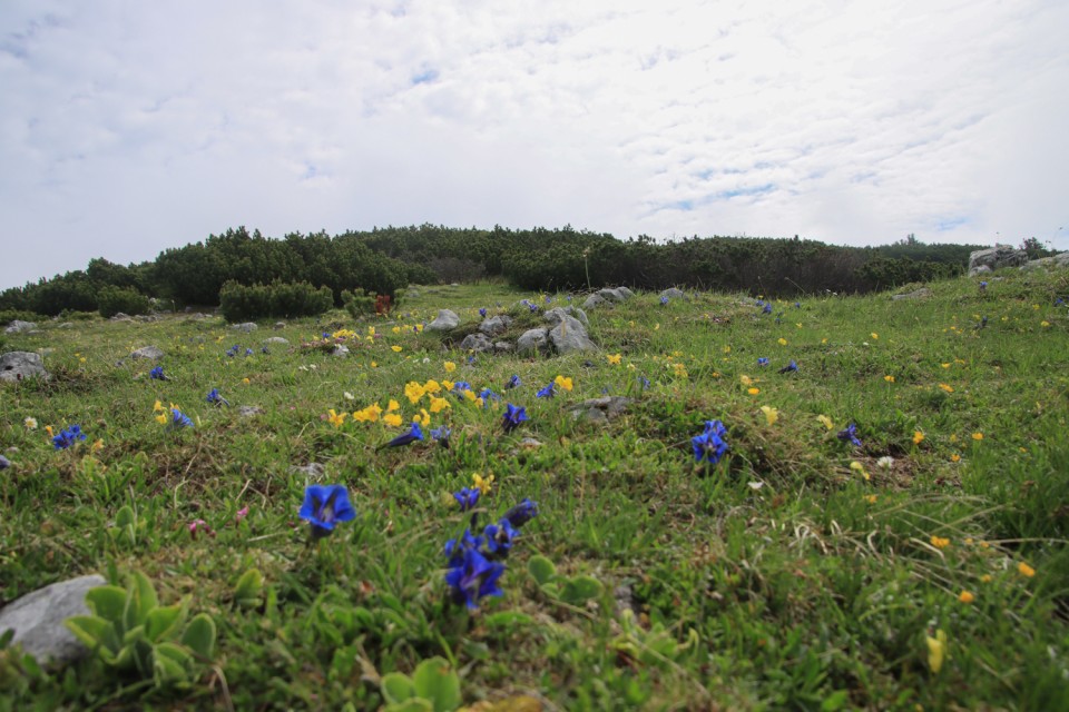 2022_06_02 Struška in Šmarna gora - foto povečava