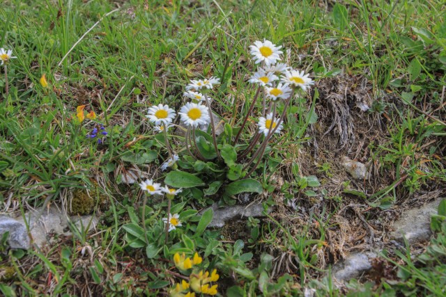 2022_06_02 Struška in Šmarna gora - foto