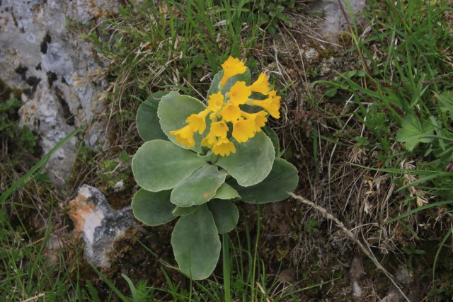 2022_06_02 Struška in Šmarna gora - foto