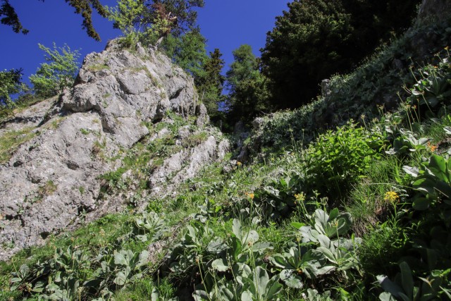 2022_06_04 Uršlja gora - foto