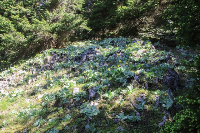 2022_06_04 Uršlja gora - foto