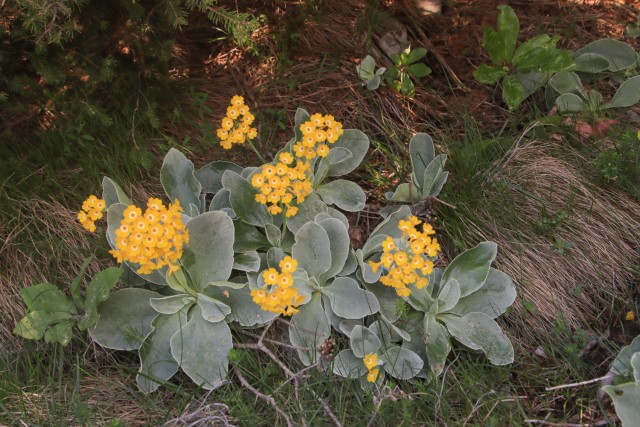 2022_06_04 Uršlja gora - foto