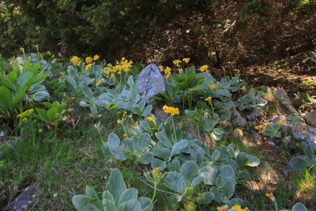 2022_06_04 Uršlja gora - foto