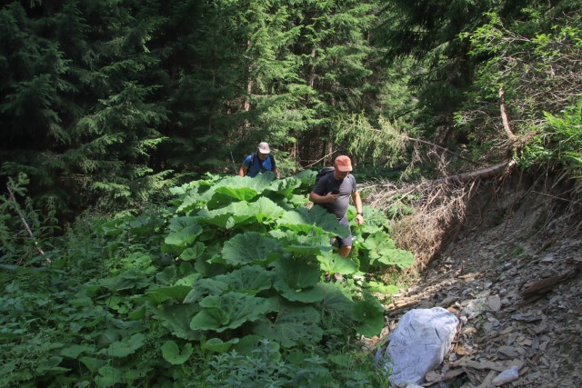 2022_06_28 Pristovški Storžič  - foto