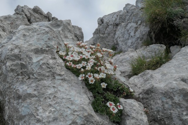 2022_07_12 Storžič skozi Žrelo - foto