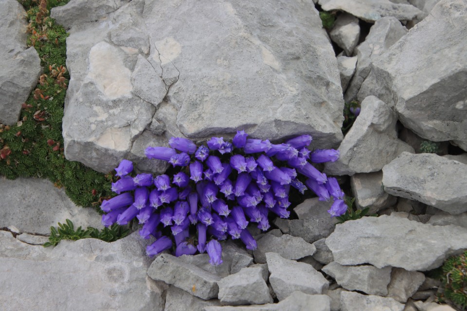 2022_08_09 Koroška in Kranjska Rinka - foto povečava