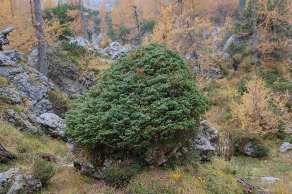 2022_10_12 Slemenova špica ( 1911 m ) - foto povečava