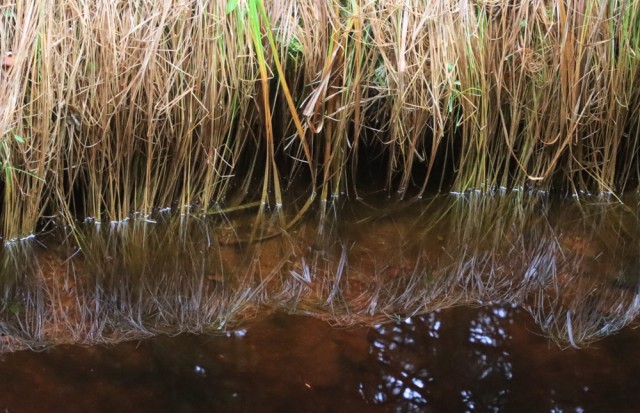 2022_10_26 Črno jezero - Trije Kralji - foto