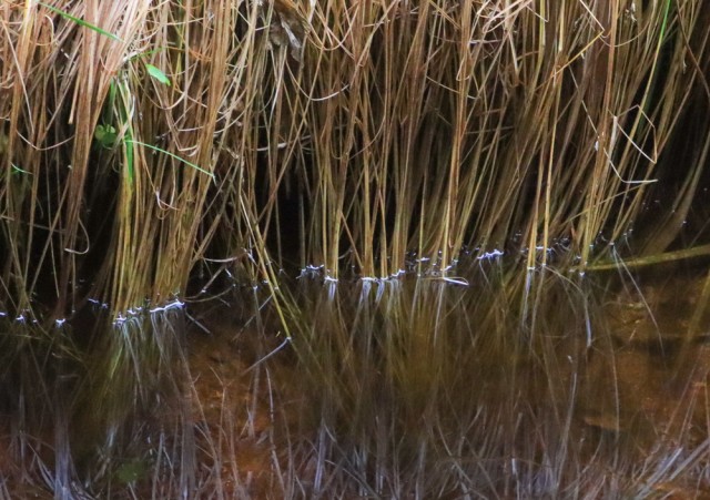 2022_10_26 Črno jezero - Trije Kralji - foto