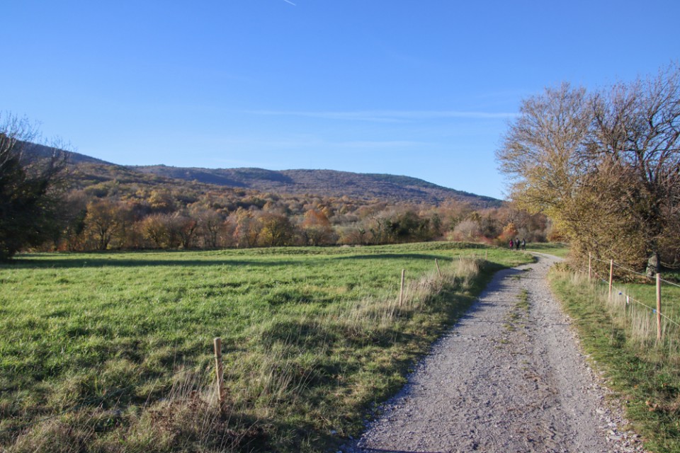 2022_11_27 Kokoš in Veliko Gradišče - foto povečava