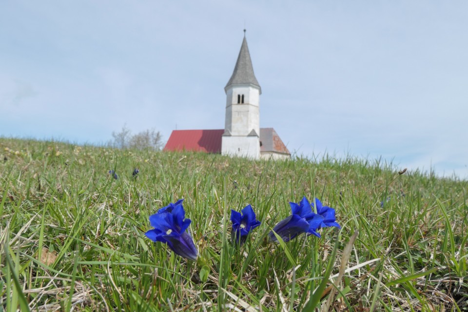 2023_04_25 Lisca iz Loke pri Z/M - foto povečava
