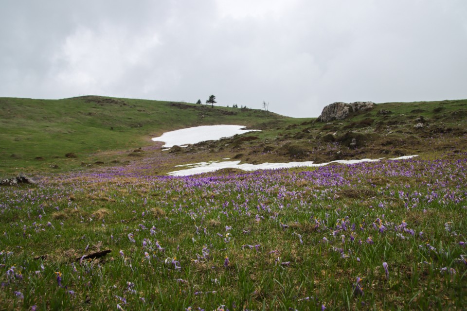 2023_05_09 Gradišče 1666 m - Velika planina - foto povečava