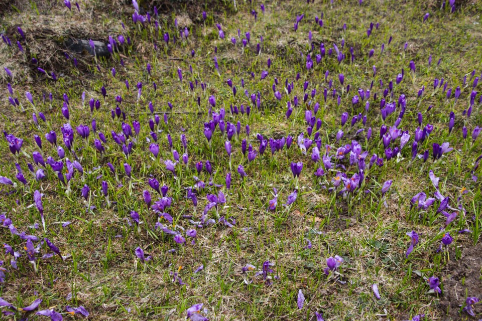 2023_05_09 Gradišče 1666 m - Velika planina - foto povečava