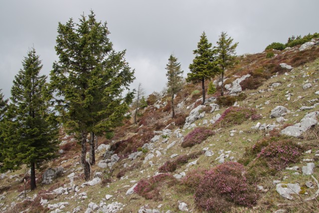 2023_05_09 Gradišče 1666 m - Velika planina - foto