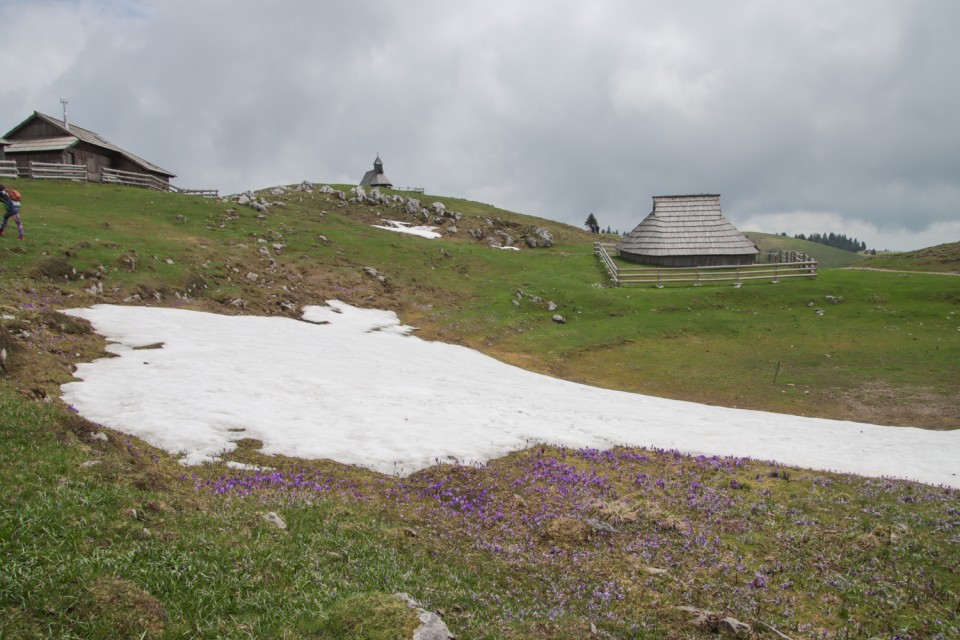 2023_05_09 Gradišče 1666 m - Velika planina - foto povečava