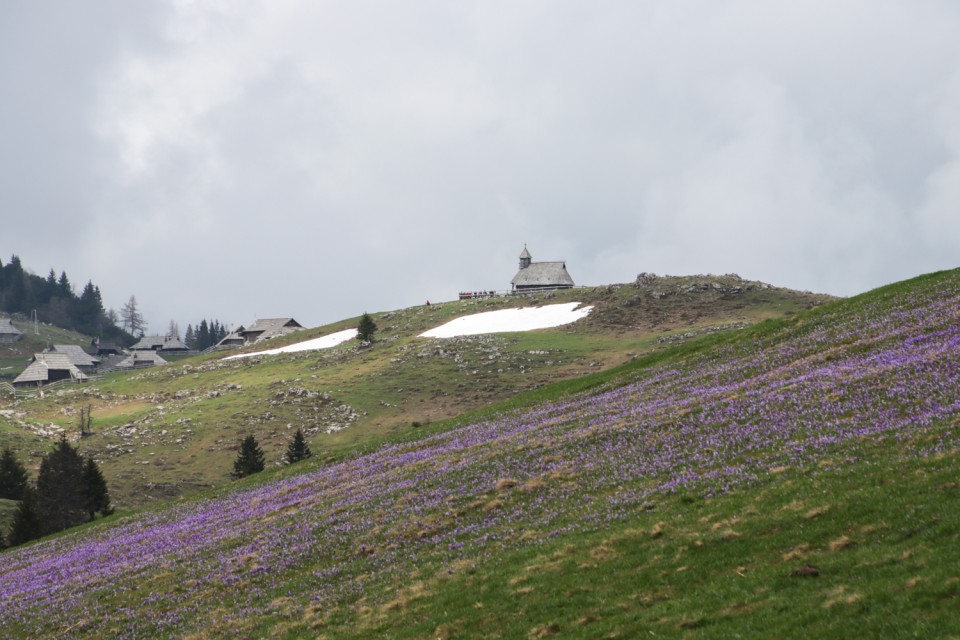 2023_05_09 Gradišče 1666 m - Velika planina - foto povečava