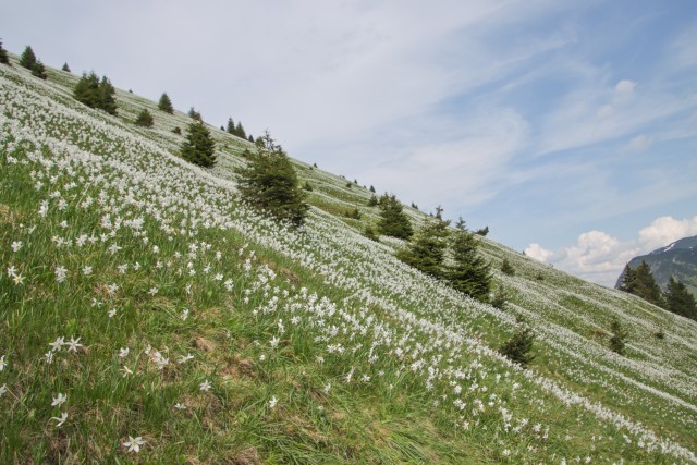 2023_05_30 Struška in Golica - foto