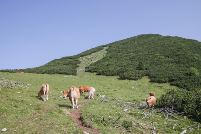 2023_07_11 Lastovec Deska Tolsti vrh - foto