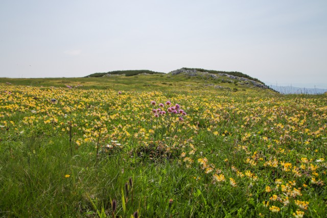 2023_07_11 Lastovec Deska Tolsti vrh - foto