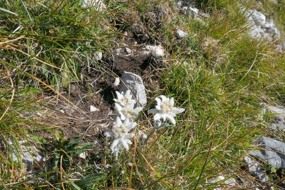 2023_09_05 Prisojnik ( 2547 m ) - foto povečava