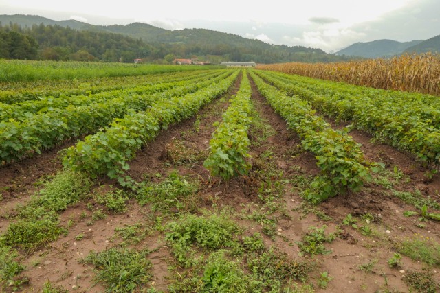 2023_09_24 Radeče -Vrhovo -Loka - Radeče - foto