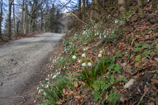 2024_02_25 Črni vrh  - Čemšeniška planina - foto