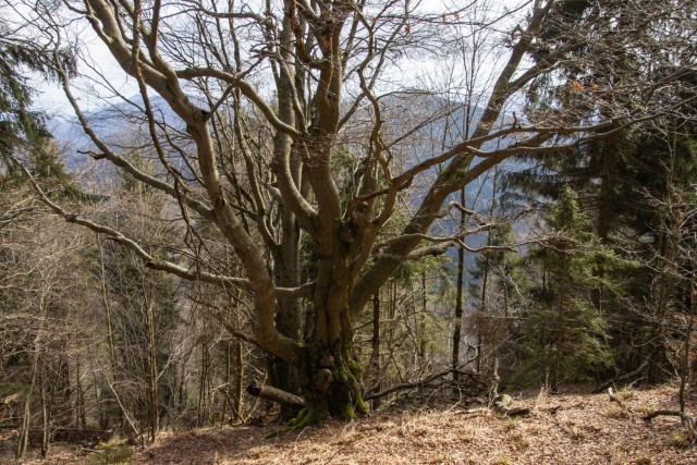 2024_02_25 Črni vrh  - Čemšeniška planina - foto