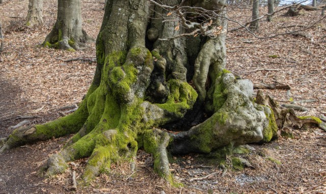 2024_02_25 Črni vrh  - Čemšeniška planina - foto