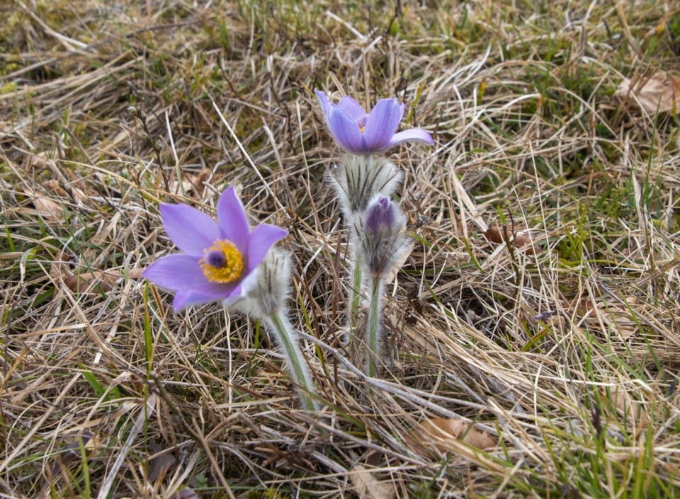 2024_03_05 Boč ( 978 m ) - foto povečava