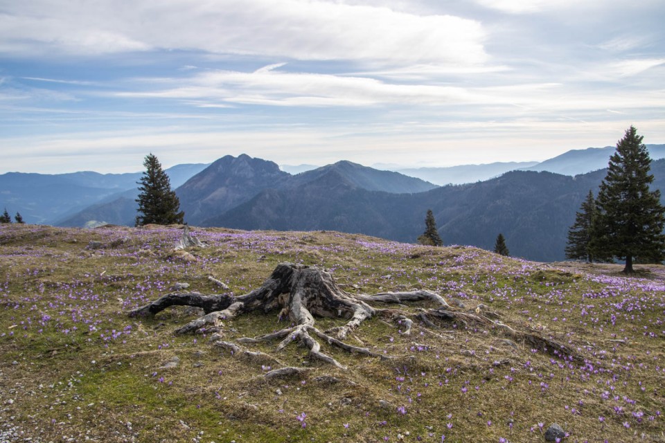 2024_04_05 Velika planina - foto povečava