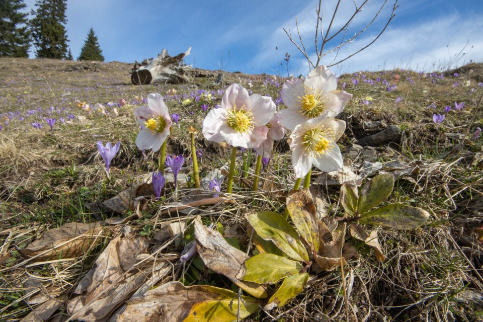 2024_04_05 Velika planina - foto povečava