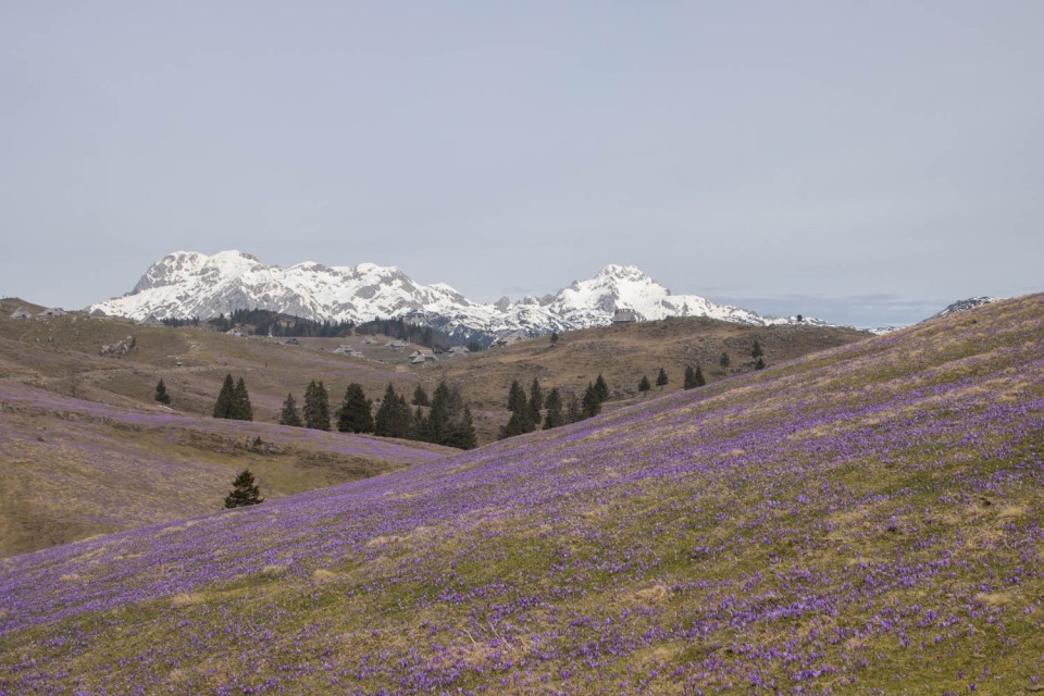 2024_04_05 Velika planina - foto povečava