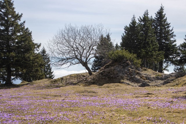 2024_04_05 Velika planina - foto