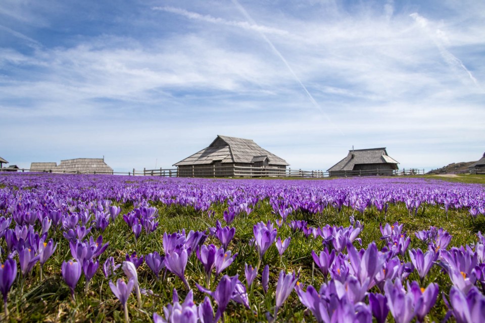 2024_04_05 Velika planina - foto povečava