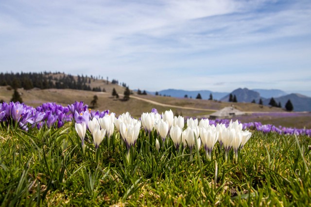 2024_04_05 Velika planina - foto