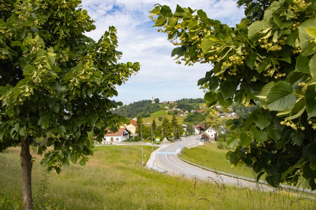 2024_05_28 Bučka - Mlinarjeva oit - foto