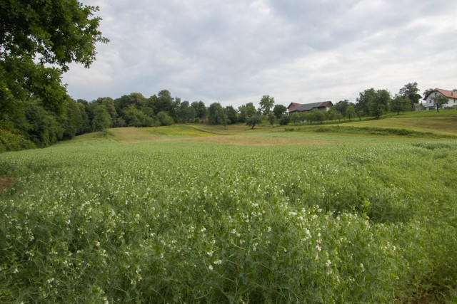 2024_05_28 Bučka - Mlinarjeva oit - foto